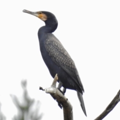 Phalacrocorax carbo (Great Cormorant) at Coree, ACT - 9 Oct 2016 by JohnBundock