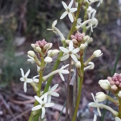 Stackhousia monogyna (Creamy Candles) at Hackett, ACT - 5 Oct 2016 by waltraud