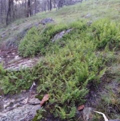 Cheilanthes sp. (Rock Fern) at Mount Majura - 5 Oct 2016 by waltraud