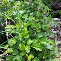 Rubus parvifolius (Native Raspberry) at Canberra Central, ACT - 6 Oct 2016 by waltraud