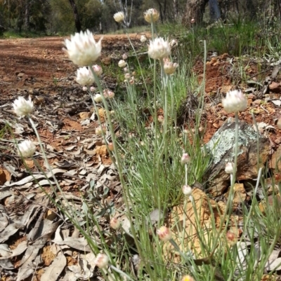 Leucochrysum albicans subsp. tricolor (Hoary Sunray) at Canberra Central, ACT - 6 Oct 2016 by waltraud