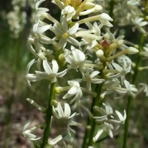 Stackhousia monogyna at Canberra Central, ACT - 6 Oct 2016 02:07 PM