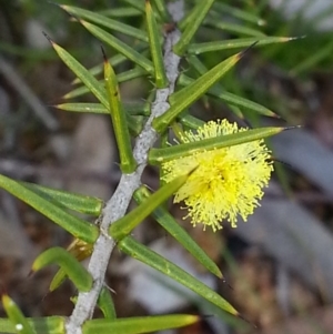 Acacia ulicifolia at Hackett, ACT - 6 Oct 2016