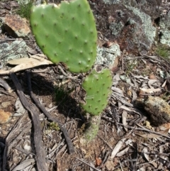 Opuntia stricta (Common Prickly Pear) at Mount Majura - 6 Oct 2016 by waltraud