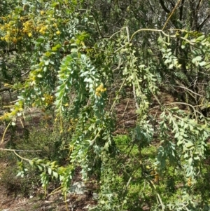 Acacia vestita at Hackett, ACT - 6 Oct 2016