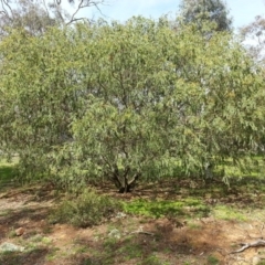 Acacia vestita at Hackett, ACT - 6 Oct 2016