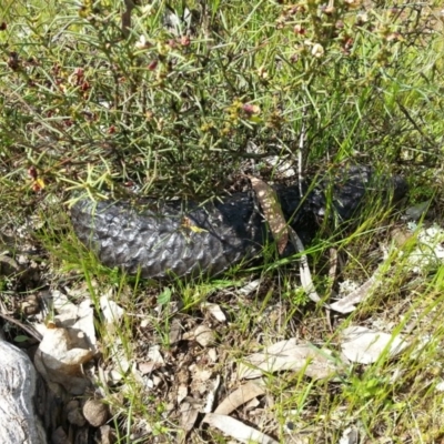 Tiliqua rugosa (Shingleback Lizard) at Hackett, ACT - 6 Oct 2016 by waltraud