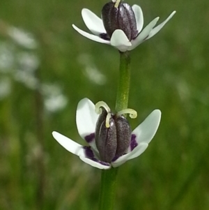 Wurmbea dioica subsp. dioica at Hackett, ACT - 6 Oct 2016