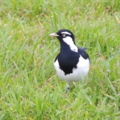 Grallina cyanoleuca (Magpie-lark) at Mount Ainslie to Black Mountain - 17 Sep 2016 by MichaelBedingfield