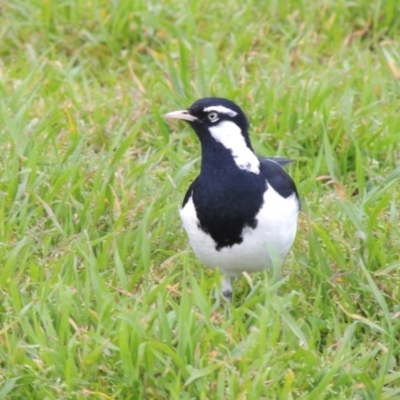 Grallina cyanoleuca (Magpie-lark) at Mount Ainslie to Black Mountain - 17 Sep 2016 by michaelb