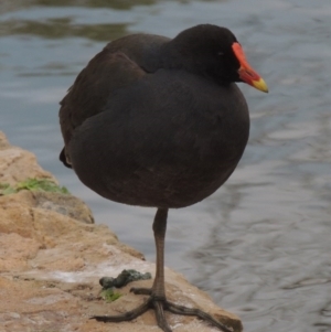 Gallinula tenebrosa at Canberra, ACT - 17 Sep 2016