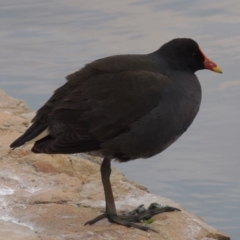 Gallinula tenebrosa at Canberra, ACT - 17 Sep 2016