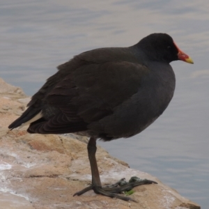 Gallinula tenebrosa at Canberra, ACT - 17 Sep 2016