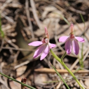 Caladenia carnea at Canberra Central, ACT - 9 Oct 2016