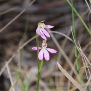 Caladenia carnea at Canberra Central, ACT - 9 Oct 2016