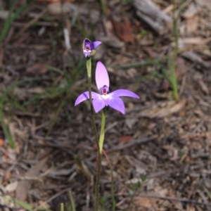 Glossodia major at Canberra Central, ACT - suppressed