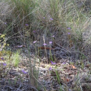 Glossodia major at Canberra Central, ACT - suppressed