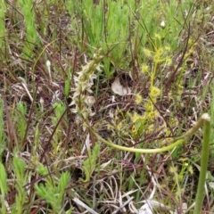 Paraprasophyllum petilum (Tarengo Leek Orchid) by NickWilson