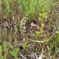 Prasophyllum petilum (Tarengo Leek Orchid) at Hall, ACT - 9 Oct 2016 by NickWilson