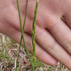 Paraprasophyllum petilum at suppressed - suppressed