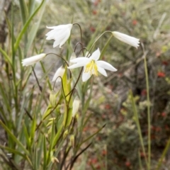 Stypandra glauca (Nodding Blue Lily) at Canberra Central, ACT - 9 Oct 2016 by Fefifofum