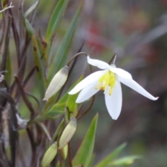 Stypandra glauca at Canberra Central, ACT - 9 Oct 2016