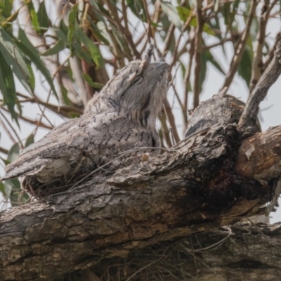 Podargus strigoides (Tawny Frogmouth) at Garran, ACT - 10 Oct 2016 by Ratcliffe