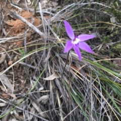 Glossodia major (Wax Lip Orchid) at Acton, ACT - 9 Oct 2016 by Fefifofum