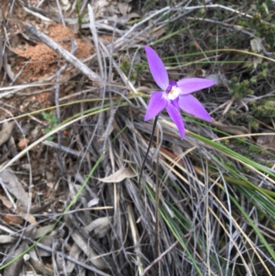 Glossodia major (Wax Lip Orchid) at Acton, ACT - 9 Oct 2016 by Fefifofum