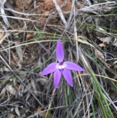 Glossodia major at Point 4338 - suppressed