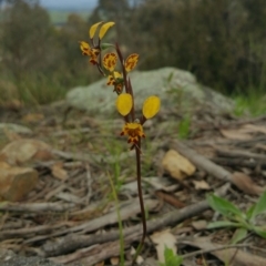 Diuris pardina (Leopard Doubletail) at Hawker, ACT - 9 Oct 2016 by nic.mikhailovich