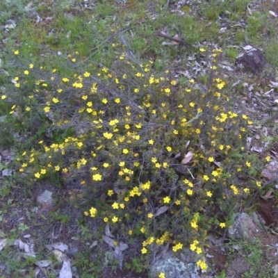 Hibbertia calycina (Lesser Guinea-flower) at Red Hill, ACT - 9 Oct 2016 by Mike