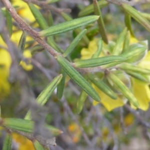 Hibbertia calycina at Red Hill, ACT - 9 Oct 2016