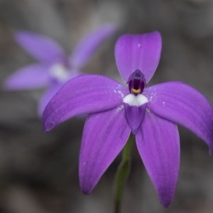 Glossodia major at Bruce, ACT - suppressed