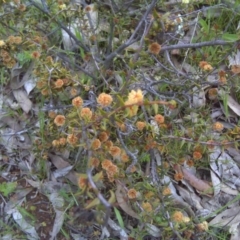 Acacia gunnii (Ploughshare Wattle) at Symonston, ACT - 9 Oct 2016 by Mike