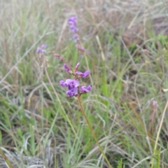 Swainsona monticola (Notched Swainson-Pea) at Molonglo, ACT - 7 Jan 2016 by RichardMilner