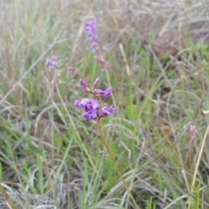 Swainsona monticola at Molonglo, ACT - 7 Jan 2016 01:24 PM