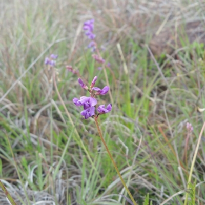 Swainsona monticola (Notched Swainson-Pea) at Molonglo River Reserve - 7 Jan 2016 by RichardMilner