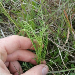 Swainsona monticola at Molonglo, ACT - 7 Jan 2016 01:24 PM