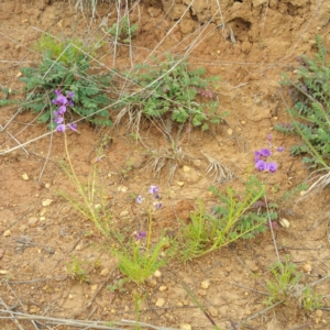 Swainsona monticola at Molonglo, ACT - 7 Jan 2016 01:24 PM