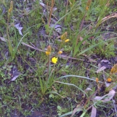 Bulbine bulbosa (Golden Lily) at Symonston, ACT - 9 Oct 2016 by Mike