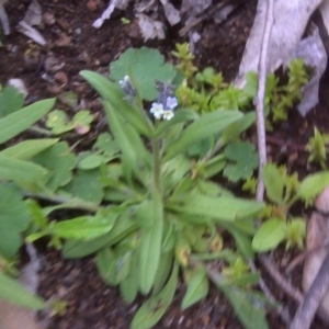 Myosotis discolor at Symonston, ACT - 9 Oct 2016 04:54 PM