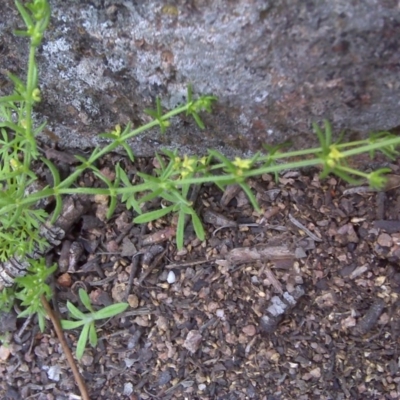 Galium gaudichaudii subsp. gaudichaudii (Rough Bedstraw) at Mount Mugga Mugga - 9 Oct 2016 by Mike