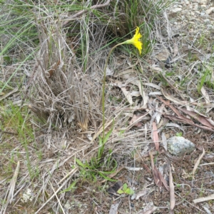 Microseris walteri at Gundaroo, NSW - 9 Jan 2016