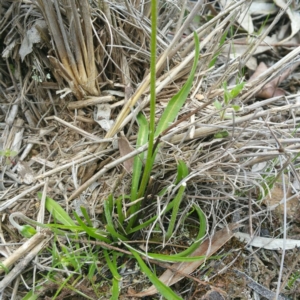 Microseris walteri at Gundaroo, NSW - 9 Jan 2016