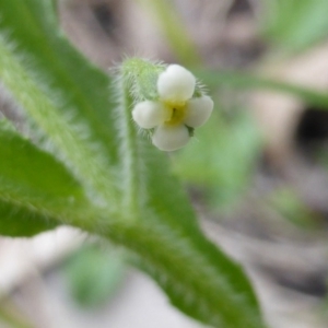 Hackelia suaveolens at Symonston, ACT - 9 Oct 2016