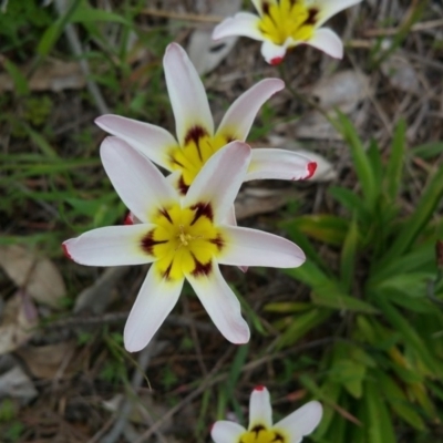 Sparaxis tricolor (Sparaxis, Harlequin Flower) at Deakin, ACT - 9 Oct 2016 by ACTParks-InvasivePlantsTeam