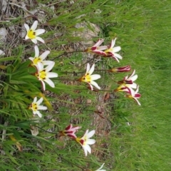 Sparaxis tricolor at Deakin, ACT - 10 Oct 2016