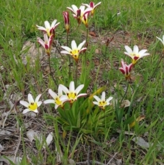 Sparaxis tricolor at Deakin, ACT - 10 Oct 2016