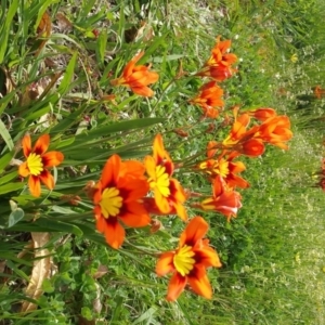 Sparaxis tricolor at Griffith, ACT - 7 Oct 2016